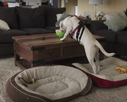 (Video) When GoPro is Left on a Lab Home Alone, Watch What it Captures