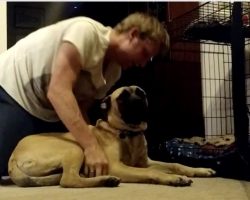 (Video) Owner Tells Bull Mastiff to Go to Bed, Dog’s Defiance Has Us Rolling With Laughter