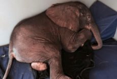 Baby Elephant Abandoned by His Herd and is Very Sad Until He Meets the Most Unlikely Friend