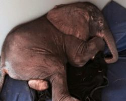 Baby Elephant Abandoned by His Herd and is Very Sad Until He Meets the Most Unlikely Friend