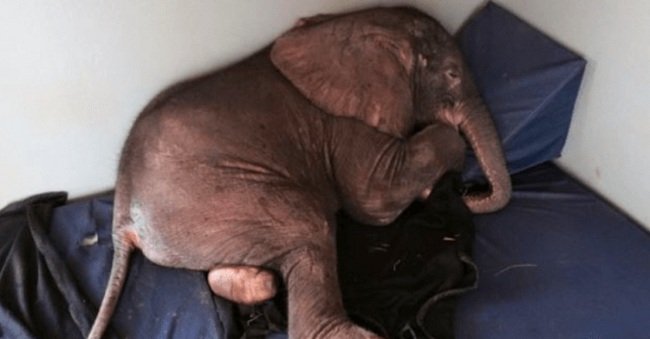 baby-elephant-abandoned-herd-depressed-meets-unlikely-friend