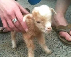 (Video) Baby Goat Jumps All Over The Place, and This Footage of Him is Something No One Should Miss