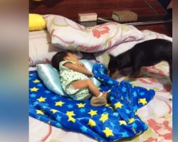 (Video) While a Baby is Fast Asleep, Dog Comes Over and Proceeds to Do the Sweetest Thing