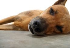 How to Help a Dog Whom an Owner Suspects Has Hypothyroidism