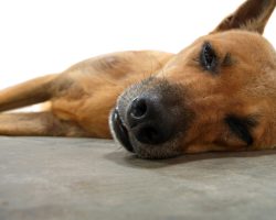 How to Help a Dog Whom an Owner Suspects Has Hypothyroidism