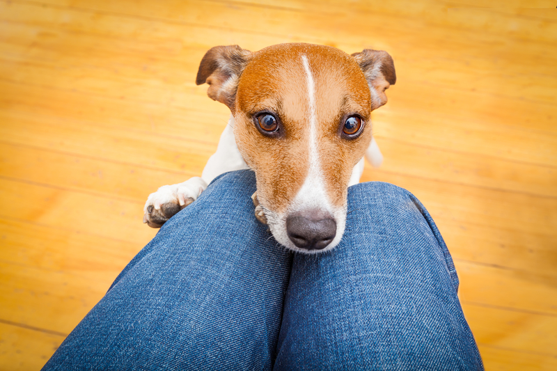 doggy on human's legs