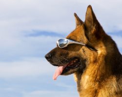 Determining How a Dog May React to the Upcoming Solar Eclipse