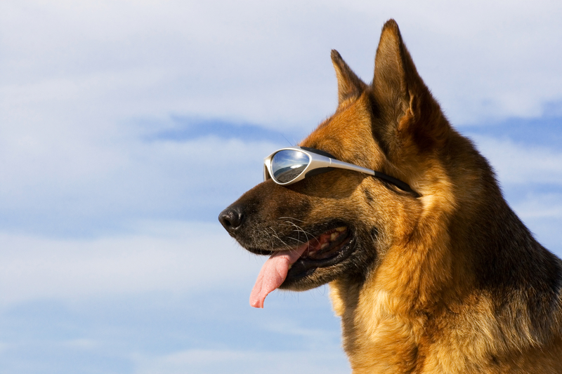 dog with glasses on