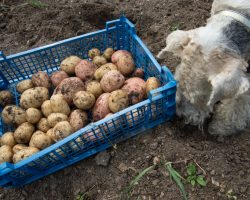 Finding Out Whether a Dog Can Safely Eat Potatoes