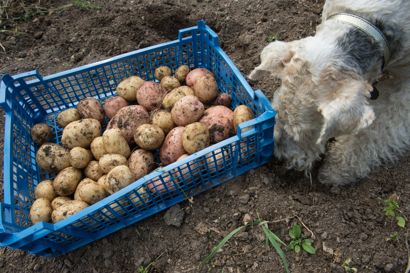 dog near potatoes