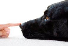 This Simple Cue Will Make a Dog’s Life a Lot Easier