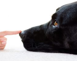 This Simple Cue Will Make a Dog’s Life a Lot Easier