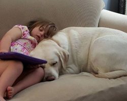 Dog Senses Something is Amiss With Little Girl Who is Miles Away, Mom is Shocked When She Discovers What’s Going On