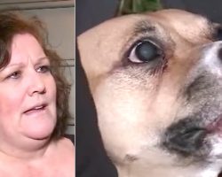 (Video) Newly Adopted Dog Won’t Quit Growling. Nervous Owner Makes Scary Discovery