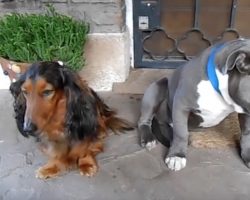 (Video) Owner Confronts Dogs About Eating Shoe – Their Guilty Response is a Riot