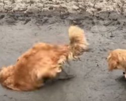 (Video) Golden Retriever Disobeys Orders From Mom and Instead Dives Headfirst into a Giant Mud Puddle