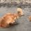 (Video) Golden Retriever Disobeys Orders From Mom and Instead Dives Headfirst into a Giant Mud Puddle