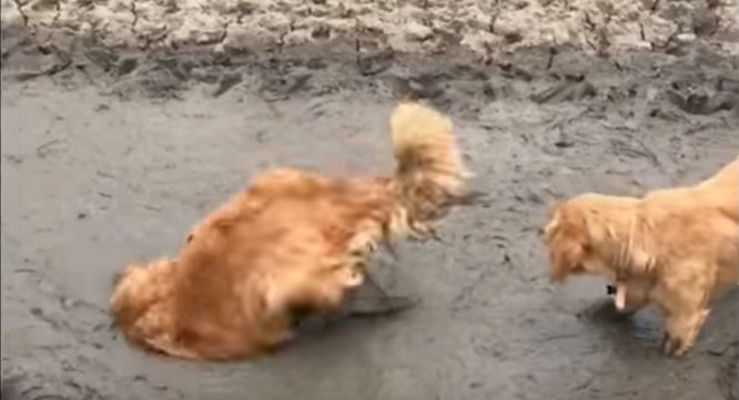 head first into mud