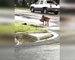 Mom Steps Outside to Check Hurricane Harvey Damage, Then Sees a Dog Carrying Large Bag Of Food