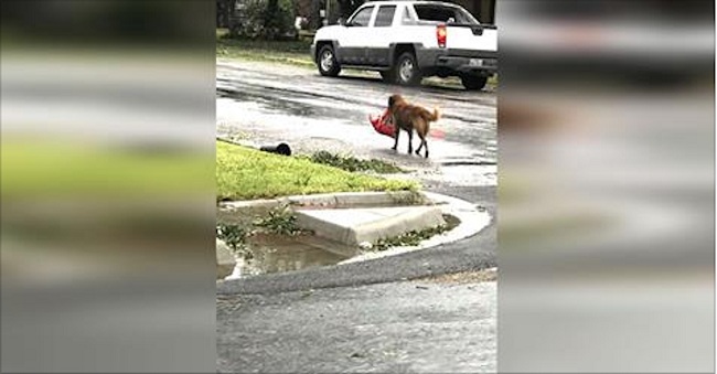 hurricane-harvey-otis-dog