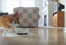 (Video) Corgi Loves His Mealtime, Now Witness His “Happy Dance” That Has Everyone Grinning From Ear to Ear