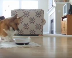 (Video) Corgi Loves His Mealtime, Now Witness His “Happy Dance” That Has Everyone Grinning From Ear to Ear