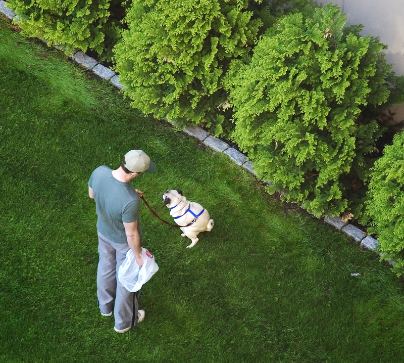 man and pug going poo