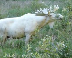 (Video) Rare White Moose Goes for a Dip in a Swedish Lake