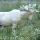 (Video) Rare White Moose Goes for a Dip in a Swedish Lake