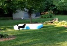(Video) Labrador Steals an Inflatable Pool From His Humans and it’s a Riot
