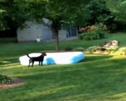 (Video) Labrador Steals an Inflatable Pool From His Humans and it’s a Riot