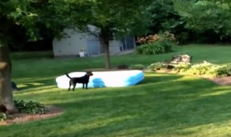 pool dog