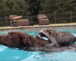 (Video) Rescued Raccoon Dives Into Pool, Then Chocolate Lab Sister Joins Him So He Can Hop on Her for a Ride