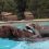 (Video) Rescued Raccoon Dives Into Pool, Then Chocolate Lab Sister Joins Him So He Can Hop on Her for a Ride