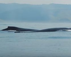 (Video) This Man Films a Fin as it Pop Out of the Ocean. The Next Moment Instantly Goes Viral.