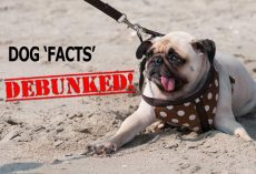 Debunked! False Dog Facts