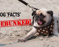 Debunked! False Dog Facts